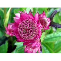 Stjerneskærm 'Rosensinfonie' Astrantia Major 'Rosensinfonie' 1 Liter Potte -Tilbud Lys Haven Butik mi288 astrantia major rosensinfonie 6330