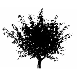 Japansk Ahorn Acer Palmatum Med Klump,- 150-175 Cm. -Tilbud Lys Haven Butik mi2892 acer palmatum 2055