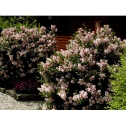 Dværg Syren 'Palibin' Syringa Meyeri 'Palibin' Opstammet 100 Cm. 10 Liter Potte,- 2 års Krone -Tilbud Lys Haven Butik mi2922 syringa microphylla pallibin 6e2b