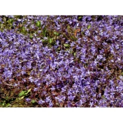 Stjerneklokke 'Stella' Campanula Poscharskyana 'Stella' 10 Cm. Potte -Tilbud Lys Haven Butik mi2980 campanula poscharskyana stella d7c6