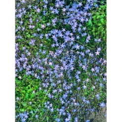 Stjerneklokke 'Stella' Campanula Poscharskyana 'Stella' 10 Cm. Potte -Tilbud Lys Haven Butik mi2980 campanula poscharskyana stella ffee