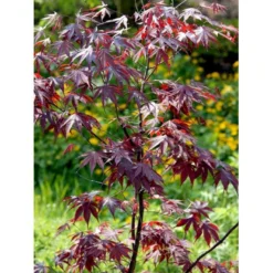 Japansk Ahorn 'Bloodgood' Acer Palmatum 'Bloodgood' Potte 10 Liter,- 60-80 Cm. -Tilbud Lys Haven Butik mi3001 acer palmatum bloodgood 047a