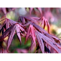 Japansk Ahorn 'Bloodgood' Acer Palmatum 'Bloodgood' Potte 10 Liter,- 60-80 Cm. -Tilbud Lys Haven Butik mi3001 acer palmatum bloodgood 3a3b