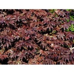 Japansk Ahorn 'Bloodgood' Acer Palmatum 'Bloodgood' Potte 10 Liter,- 60-80 Cm. -Tilbud Lys Haven Butik mi3001 acer palmatum bloodgood e4ce