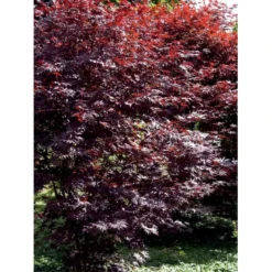 Japansk Ahorn 'Bloodgood' Acer Palmatum 'Bloodgood' Potte 10 Liter,- 60-80 Cm. -Tilbud Lys Haven Butik mi3001 acer palmatum bloodgood f8c0