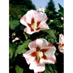 Syrisk Rose 'Hamabo' Hibiscus Syriacus 'Hamabo' Potte 2,0 Liter,- 30-40 Cm. -Tilbud Lys Haven Butik mi3014 hibiscus syriacus hamabo 19a5