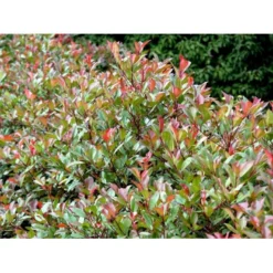 Glansmispel 'Red Robin' Photinia Fraseri 'Red Robin' Potte 2,0 Liter,- 30-40 Cm. -Tilbud Lys Haven Butik mi3043 photinia fraseri red robin 0a7b