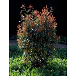 Glansmispel 'Red Robin' Photinia Fraseri 'Red Robin' Potte 2,0 Liter,- 30-40 Cm. -Tilbud Lys Haven Butik mi3043 photinia fraseri red robin 3a11