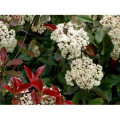 Glansmispel 'Red Robin' Photinia Fraseri 'Red Robin' Potte 2,0 Liter,- 30-40 Cm. -Tilbud Lys Haven Butik mi3043 photinia fraseri red robin 8126