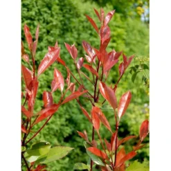 Glansmispel 'Red Robin' Photinia Fraseri 'Red Robin' Potte 2,0 Liter,- 30-40 Cm. -Tilbud Lys Haven Butik mi3043 photinia fraseri red robin b884