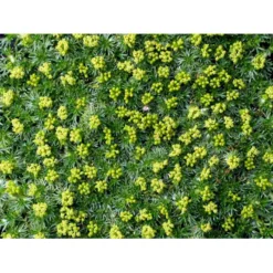 Gummipude 'Elliotts Varietet' Azorella Trifurcata 'Elliotts Varietet' 10 Cm. Potte -Tilbud Lys Haven Butik mi306 azorella trifurcata elliotts varietet 0407