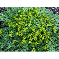 Gummipude 'Elliotts Varietet' Azorella Trifurcata 'Elliotts Varietet' 10 Cm. Potte -Tilbud Lys Haven Butik mi306 azorella trifurcata elliotts varietet bda5