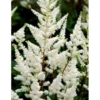 Astilbe 'Diamant' Astilbe Arendsii 'Diamant' 1 Liter Potte