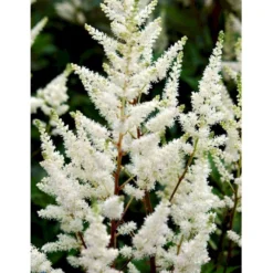 Astilbe 'Diamant' Astilbe Arendsii 'Diamant' 1 Liter Potte