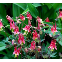 Akeleje 'Little Lanterns' Aquilegia Canadensis 'Little Lanterns' 1 Liter Potte -Tilbud Lys Haven Butik mi3111 aquilegia canadensis little lanterns 4d6e