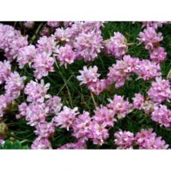 Enebærbladet Engelsk Græs Armeria Juniperifolia 10 Cm. Potte -Tilbud Lys Haven Butik mi3148 armeria juniperifolia 014f
