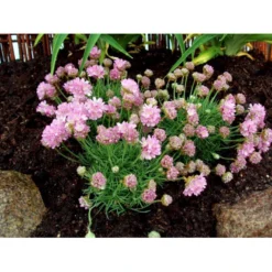 Enebærbladet Engelsk Græs Armeria Juniperifolia 10 Cm. Potte -Tilbud Lys Haven Butik mi3148 armeria juniperifolia bf50
