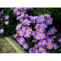 Pudeasters 'Early Blue' Aster Dumosus 'Early Blue' 1 Liter Potte -Tilbud Lys Haven Butik mi3152 aster early blue cc5f