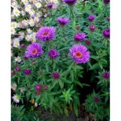 Høstasters 'Purple Dome' Aster Novae-angliae 'Purple Dome' 1 Liter Potte -Tilbud Lys Haven Butik mi3154 aster novae angliae purple dome a0e0