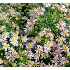 Lyngasters 'Lovely' Aster Vimineus 'Lovely' 1 Liter Potte -Tilbud Lys Haven Butik mi3156 aster vimineus lovely 917f