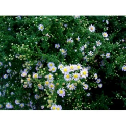 Lyngasters 'Lovely' Aster Vimineus 'Lovely' 1 Liter Potte -Tilbud Lys Haven Butik mi3156 aster vimineus lovely 982d