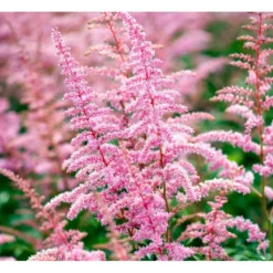 Astilbe 'Cattleya' Astilbe Arendsii 'Cattleya' 1 Liter Potte