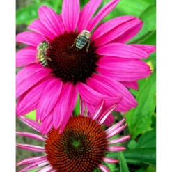 Solhat 'Rubinstern' Echinacea Purpurea 'Rubinstern' 1 Liter Potte