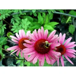 Solhat 'Rubinstern' Echinacea Purpurea 'Rubinstern' 1 Liter Potte -Tilbud Lys Haven Butik mi3172 echinacea purpurea rubinstern dc95