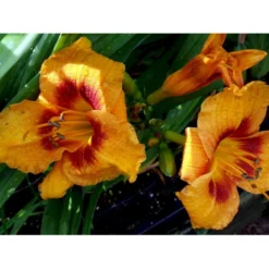 Daglilje 'King Georg' Hemerocallis 'King Georg' Potte 2 Liter. -Tilbud Lys Haven Butik mi3184 hemerocallis king george 5ee6