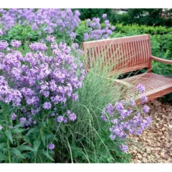 Natviol Hesperis Matronalis 1 Liter Potte -Tilbud Lys Haven Butik mi3190 hesperis matronalis 2b78
