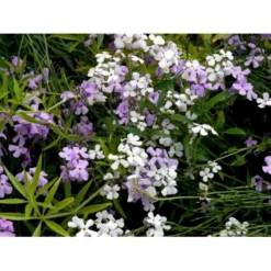 Natviol Hesperis Matronalis 1 Liter Potte -Tilbud Lys Haven Butik mi3190 hesperis matronalis 3190