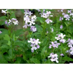 Natviol Hesperis Matronalis 1 Liter Potte -Tilbud Lys Haven Butik mi3190 hesperis matronalis 50bb