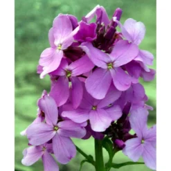 Natviol Hesperis Matronalis 1 Liter Potte -Tilbud Lys Haven Butik mi3190 hesperis matronalis 644c