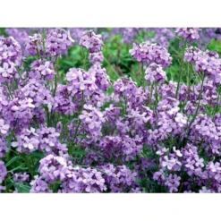 Natviol Hesperis Matronalis 1 Liter Potte -Tilbud Lys Haven Butik mi3190 hesperis matronalis 8392