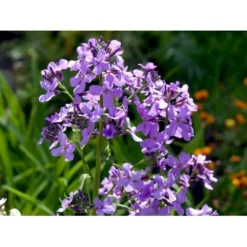 Natviol Hesperis Matronalis 1 Liter Potte -Tilbud Lys Haven Butik mi3190 hesperis matronalis 958b