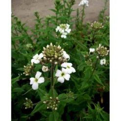 Natviol 'Alba' Hesperis Matronalis 'Alba' 1 Liter Potte -Tilbud Lys Haven Butik mi3191 hesperis matronalis alba 6297