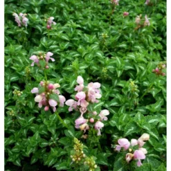 Plettet Tvetand 'Shell Pink' Lamium Maculatum 'Shell Pink' 10 Cm. Potte -Tilbud Lys Haven Butik mi3199 lamium maculatum shell pink 9414