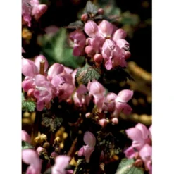 Plettet Tvetand 'Shell Pink' Lamium Maculatum 'Shell Pink' 10 Cm. Potte -Tilbud Lys Haven Butik mi3199 lamium maculatum shell pink fbb5