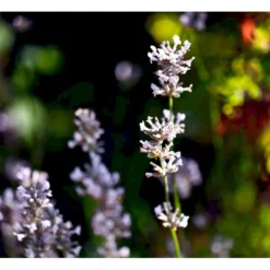 Lavendel 'Rosea' Lavandula Angustifolia 'Rosea' 10 Cm. Potte 6 Lavendel 'Rosea' Lavandula Angustifolia 'Rosea' 10 Cm. Potte -Tilbud Lys Haven Butik mi3216 lavandula angustifolia rosea 3eb7