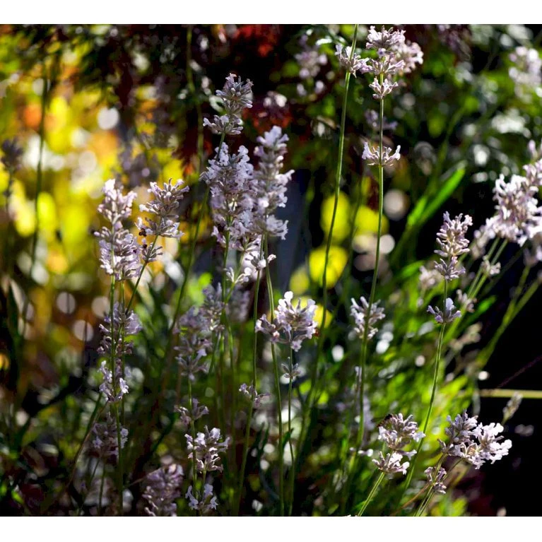 Lavendel 'Rosea' Lavandula Angustifolia 'Rosea' 10 Cm. Potte 1 Lavendel 'Rosea' Lavandula Angustifolia 'Rosea' 10 Cm. Potte