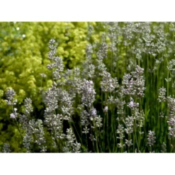 Lavendel 'Rosea' Lavandula Angustifolia 'Rosea' 10 Cm. Potte 7 Lavendel 'Rosea' Lavandula Angustifolia 'Rosea' 10 Cm. Potte -Tilbud Lys Haven Butik mi3216 lavandula angustifolia rosea f3d9