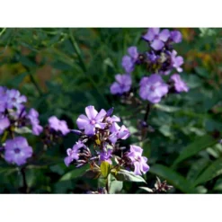Høstfloks 'Blue Paradise' Phlox Paniculata 'Blue Paradise' 1 Liter Potte -Tilbud Lys Haven Butik mi3222 phlox paniculata blue paradise 45a0