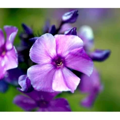 Høstfloks 'Blue Paradise' Phlox Paniculata 'Blue Paradise' 1 Liter Potte