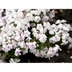 Lyngfloks 'Amazing Grace' Phlox Subulata 'Amazing Grace' 10 Cm. Potte -Tilbud Lys Haven Butik mi3224 phlox subulata amazing grace a557