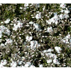 Lyngfloks 'Amazing Grace' Phlox Subulata 'Amazing Grace' 10 Cm. Potte