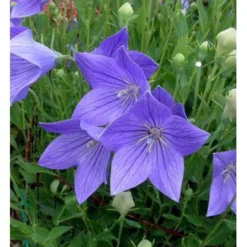 Ballonklokke 'Fuji Blue' Platycodon Grandiflorus 'Fuji Blue' 10 Cm. Potte -Tilbud Lys Haven Butik mi3229 platycodon grandiflorus fuji blue 9350