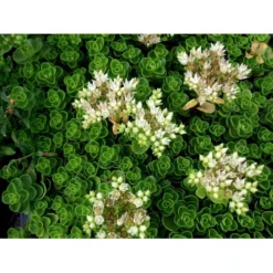 Rød Stenurt 'Album Superbum' Sedum Spurium 'Album Superbum' 10 Cm. Potte -Tilbud Lys Haven Butik mi3237 sedum spurium album superbum 39ff