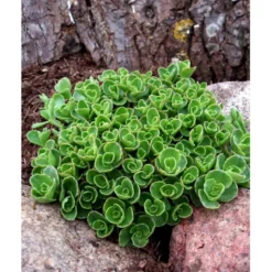 Rød Stenurt 'Album Superbum' Sedum Spurium 'Album Superbum' 10 Cm. Potte -Tilbud Lys Haven Butik mi3237 sedum spurium album superbum 3c22