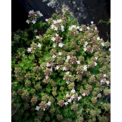 Krybende Timian 'Pink Chintz' Thymus Praecox 'Pink Chintz' 10 Cm. Potte -Tilbud Lys Haven Butik mi3252 thymus praecox pink chintz 83b1