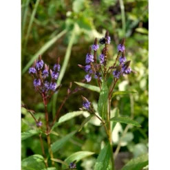 Spyd-Jernurt Verbena Hastata 1 Liter Potte -Tilbud Lys Haven Butik mi3255 verbena hastata c785